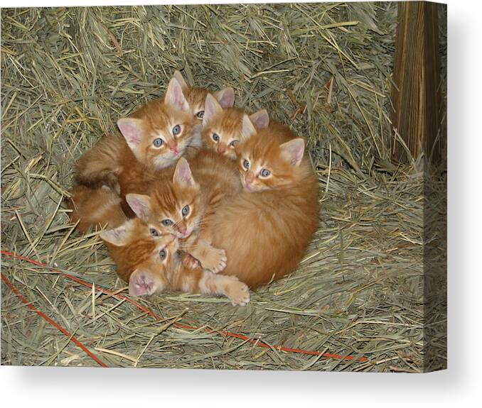 Kittens Canvas Print featuring the photograph Six Kittens by Keith Stokes