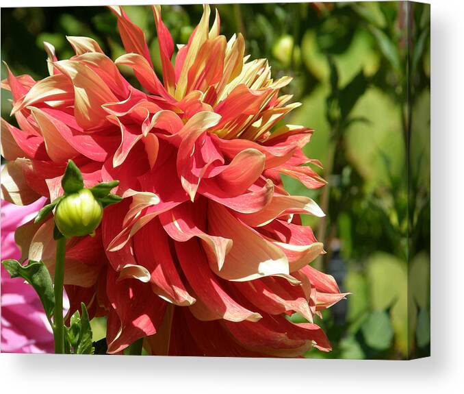 Dahlia Canvas Print featuring the photograph Sizzle photo by Judy Mercer