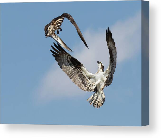 Osprey Canvas Print featuring the photograph Sky Duel by Art Cole