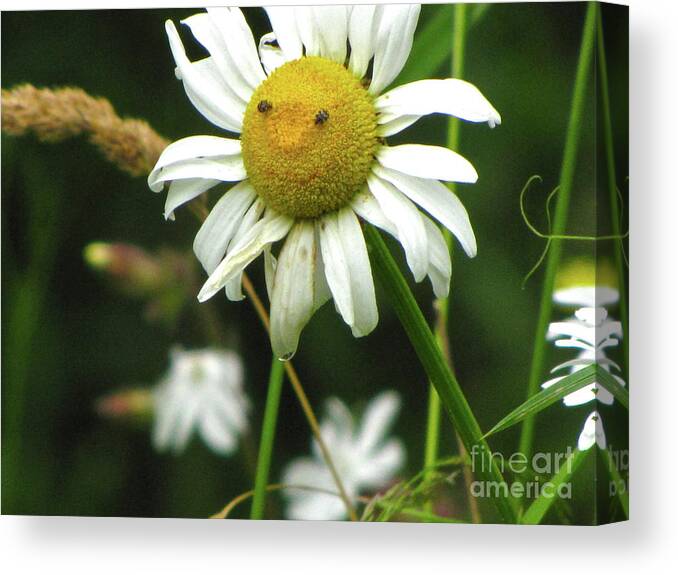 Photography Canvas Print featuring the photograph Smiley Face Ox-Nose Daisy by Sean Griffin