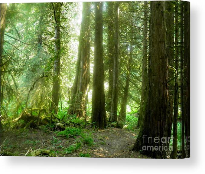 Forest Trees Green Sunlight Brown Yellow White Dark Light Shadow Landscape Trails Smoke Sun Summer Bright Airy Verdant Canvas Print featuring the photograph Smokey Forest by Ida Eriksen