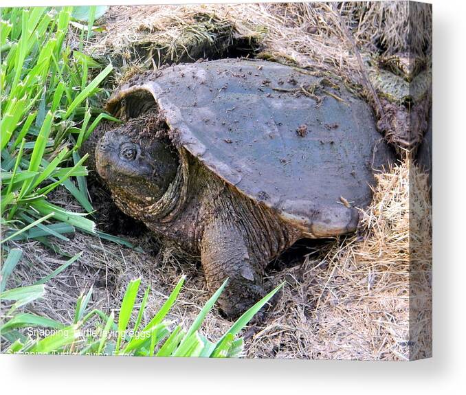  Canvas Print featuring the photograph Snapping Turtle laying eggs by Glyn Williams