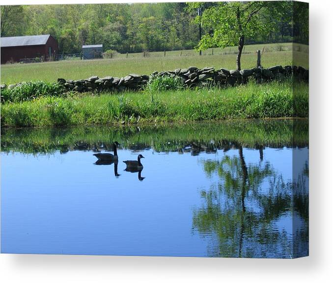 Geese. Reflections Canvas Print featuring the photograph Snow Birds by Paula Emery