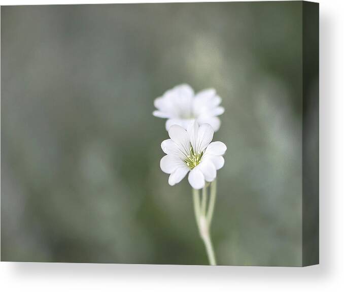 Summer Canvas Print featuring the photograph Snow In Summer by Jennifer Grossnickle
