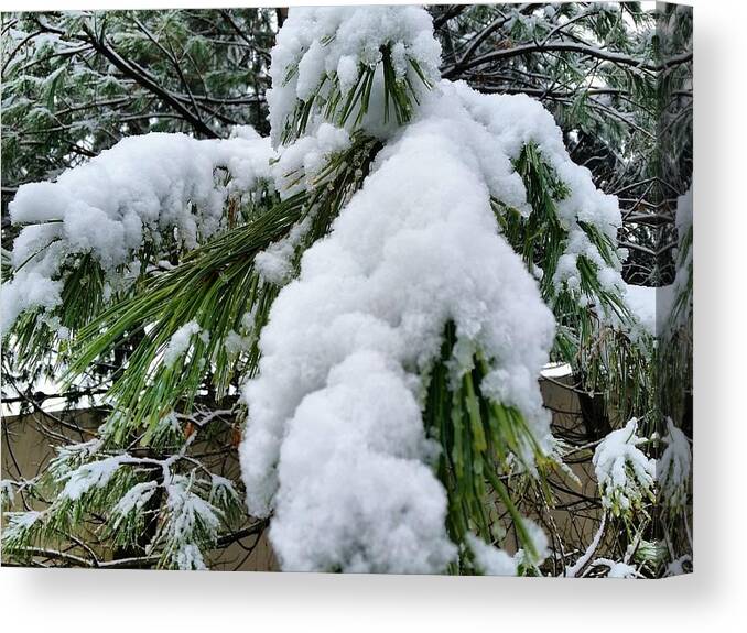Snow Canvas Print featuring the photograph Snow on Evergreen Branch by Vic Ritchey