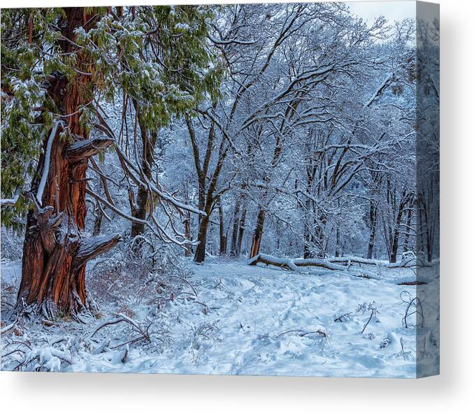 Landscape Canvas Print featuring the photograph Snow Trees by Jonathan Nguyen