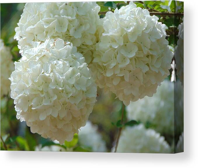 Landscape Canvas Print featuring the photograph Snowball by Richie Parks