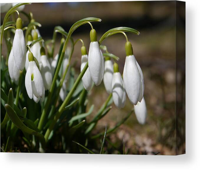 Richard Reeve Canvas Print featuring the photograph Snowdrops II by Richard Reeve