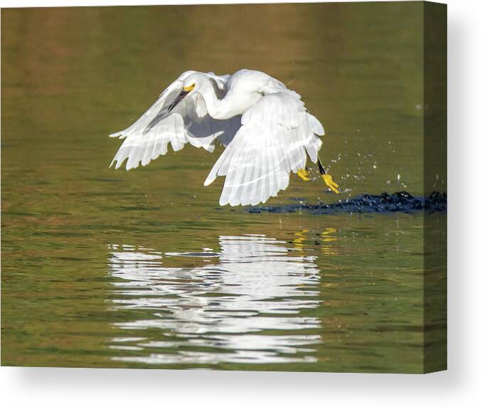 Snowy Canvas Print featuring the photograph Snowy Egret 5272-092117-1cr by Tam Ryan