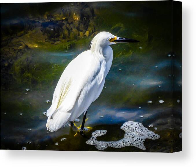 Snowy Egret Canvas Print featuring the photograph Snowy Egret by Pamela Newcomb