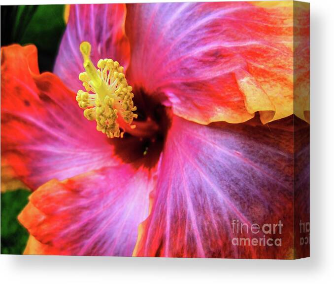 Hibiscus Canvas Print featuring the photograph SoCal Hibiscus by Becqi Sherman