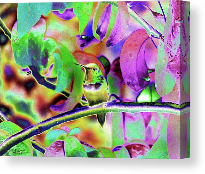 Hummingbirds Canvas Print featuring the photograph Solarized Hummer by Wendy McKennon