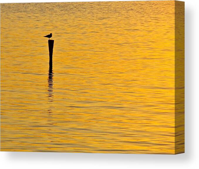 Sea Gull Canvas Print featuring the photograph Solitude by Mike Reilly