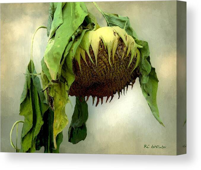 Sunflower Canvas Print featuring the painting Sombre November by RC DeWinter