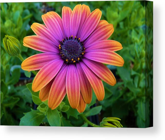 Flower Canvas Print featuring the photograph Sooo Beautiful by Jeanette Oberholtzer