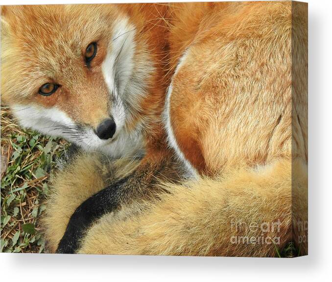 Soulful Eyes Canvas Print featuring the photograph Soulful Eyes by Kathy M Krause