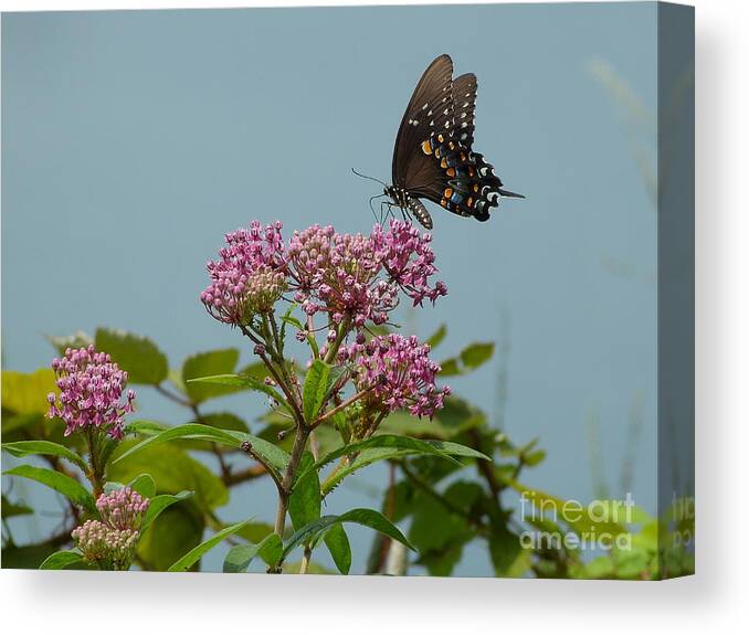 Spicebush Canvas Print featuring the photograph Spicebush Butterfly by Donald C Morgan