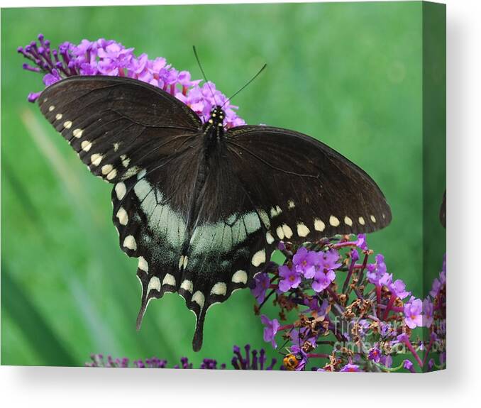 Butterfly Canvas Print featuring the photograph Spicebush Swallowtail by Randy Bodkins