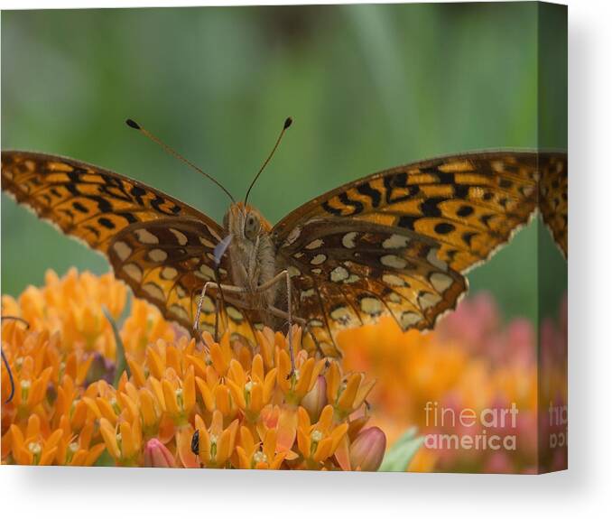 Insects Canvas Print featuring the photograph Spread Your Wings by Lili Feinstein