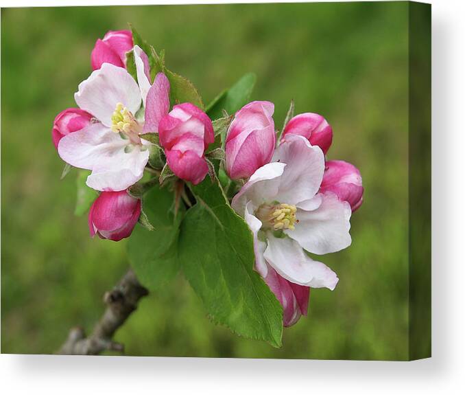Apple Blossom Canvas Print featuring the photograph Springtime Apple Blossom by Gill Billington