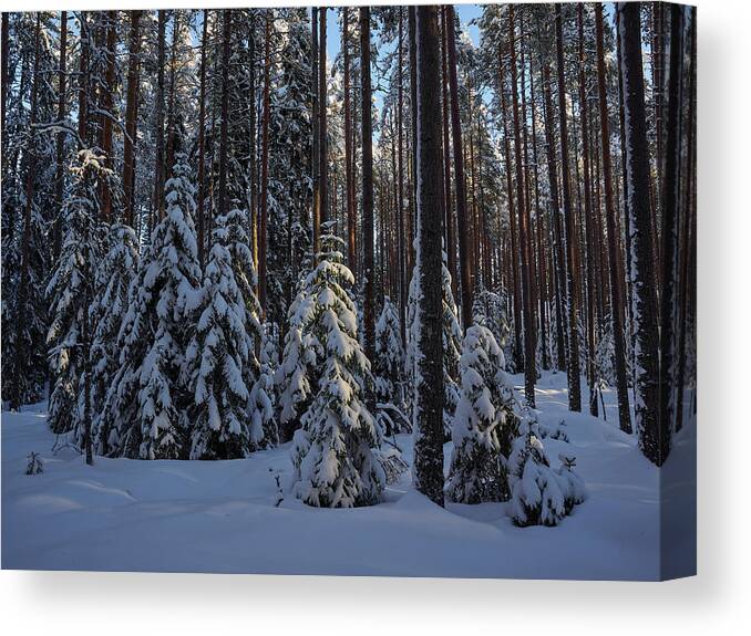 Finland Canvas Print featuring the photograph Spruce family by Jouko Lehto