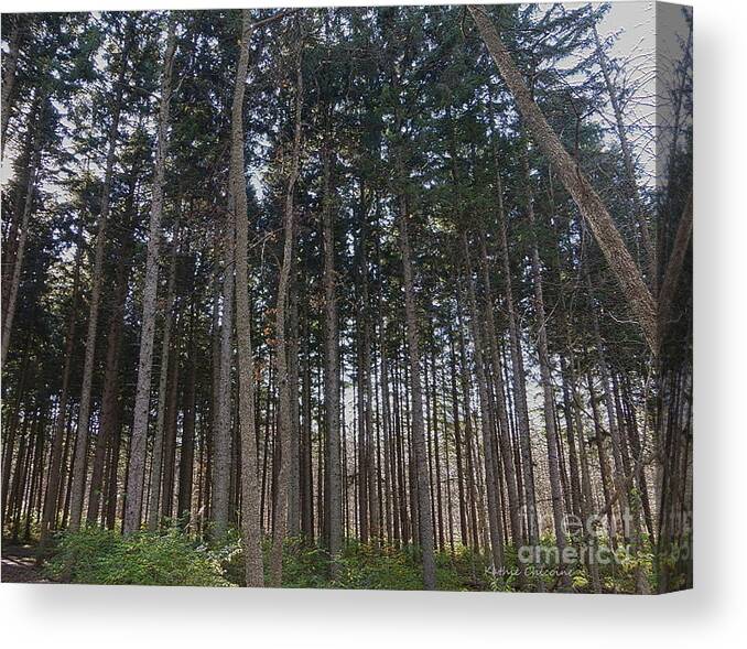 Photography Canvas Print featuring the photograph Spruce Plot by Kathie Chicoine