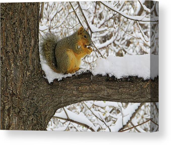 Squirrel Canvas Print featuring the photograph Squirrel in the Snow by Connor Beekman