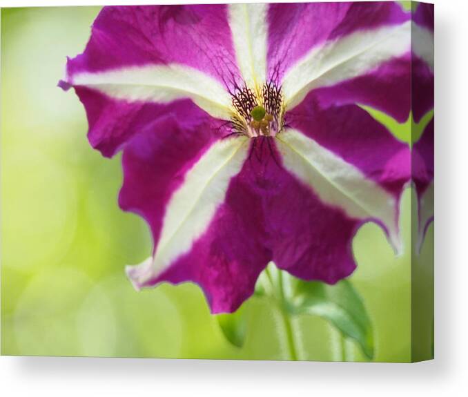 Flowers Canvas Print featuring the photograph Star by Dorothy Lee