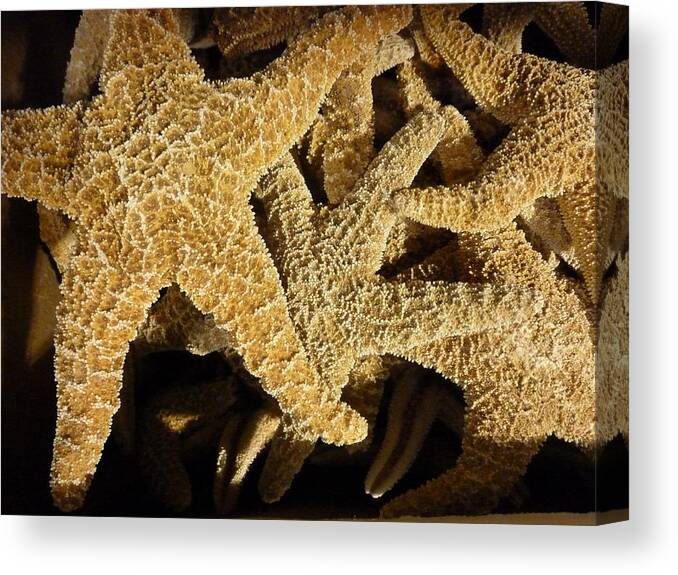 Shells Canvas Print featuring the photograph Starfish On Black by Florene Welebny