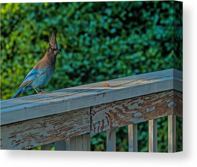 Avian Canvas Print featuring the photograph Steller's Jay by Alana Thrower