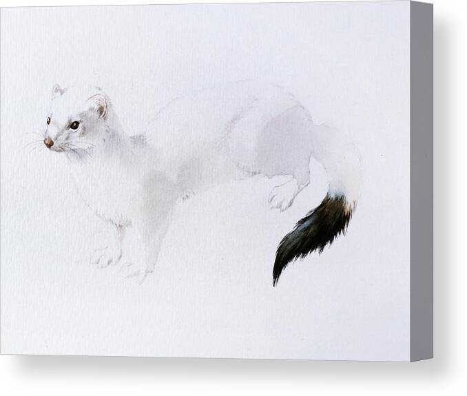 Stoat Canvas Print featuring the painting Stoat Watercolor by Attila Meszlenyi