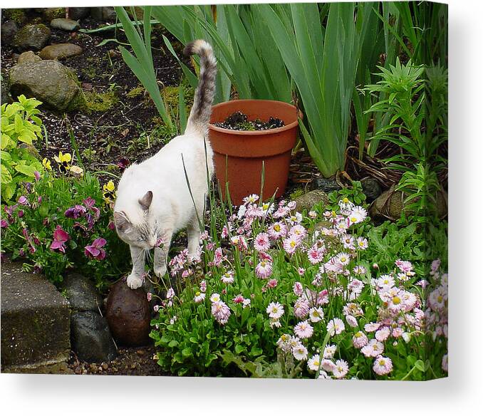 Pink Canvas Print featuring the photograph Stop to smell Flowers by Shirley Heyn