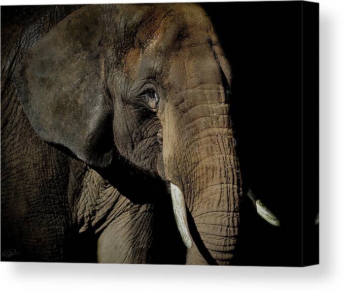 Elephant Canvas Print featuring the photograph Strength by Paul Neville