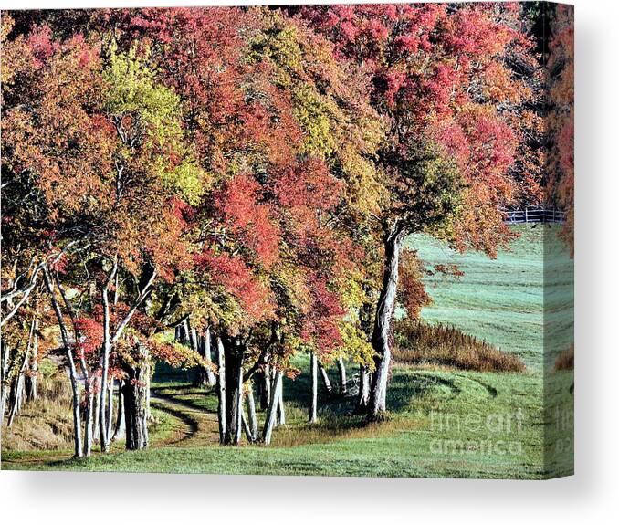Fall Canvas Print featuring the photograph Striking Fall Color by Janice Drew