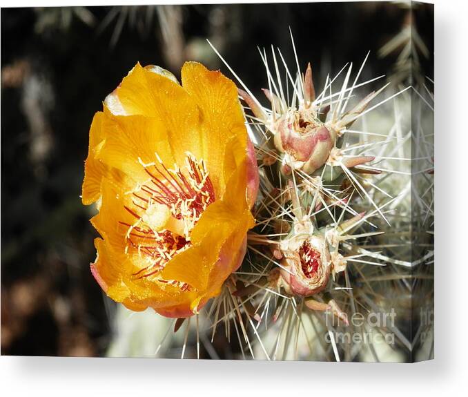 Yellow Cactus Canvas Print featuring the photograph Striking pose by Barbara Leigh Art