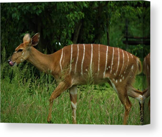 Animals Canvas Print featuring the photograph Striped Gazelle by Vijay Sharon Govender