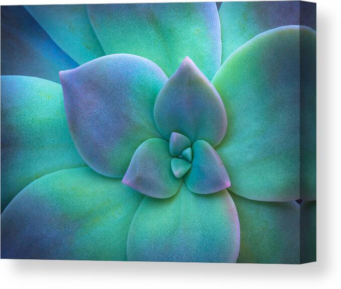 Succulent Canvas Print featuring the photograph Succulent by Christopher Johnson
