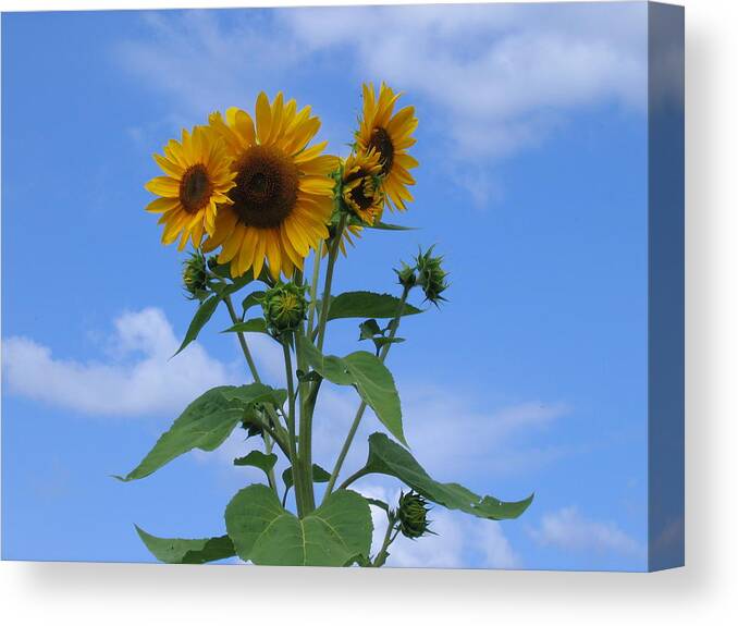 Summer Canvas Print featuring the photograph Summer Sun by Paula Emery