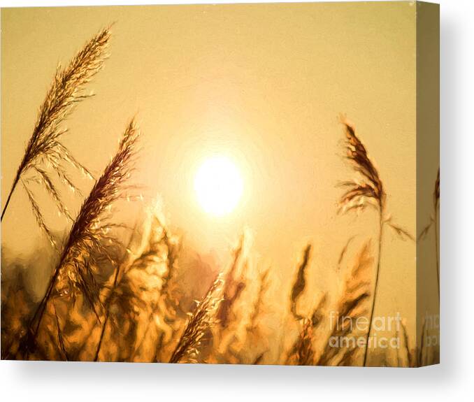 Grass Canvas Print featuring the photograph Sun by Daniel Heine
