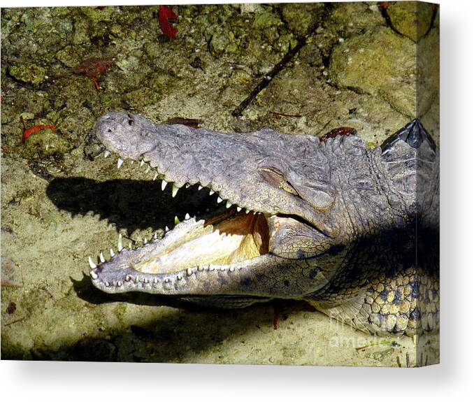 Crocodile Canvas Print featuring the photograph Sunbathing croc by Francesca Mackenney