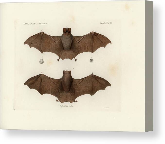  Canvas Print featuring the drawing Sundevall's Roundleaf Bat, Hipposideros caffer by C H Haas
