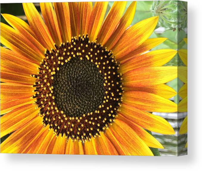 Sunflower Canvas Print featuring the photograph Sunflower 1 by Vijay Sharon Govender