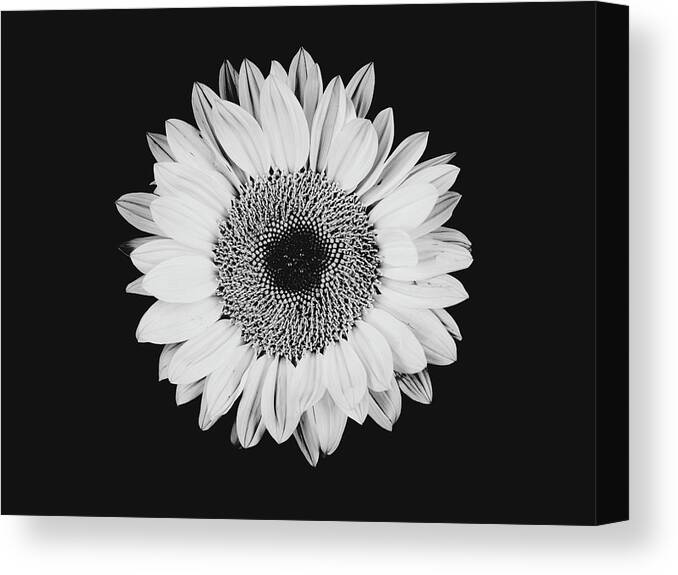 Sunflower Canvas Print featuring the photograph Sunflower #8 by Desmond Manny