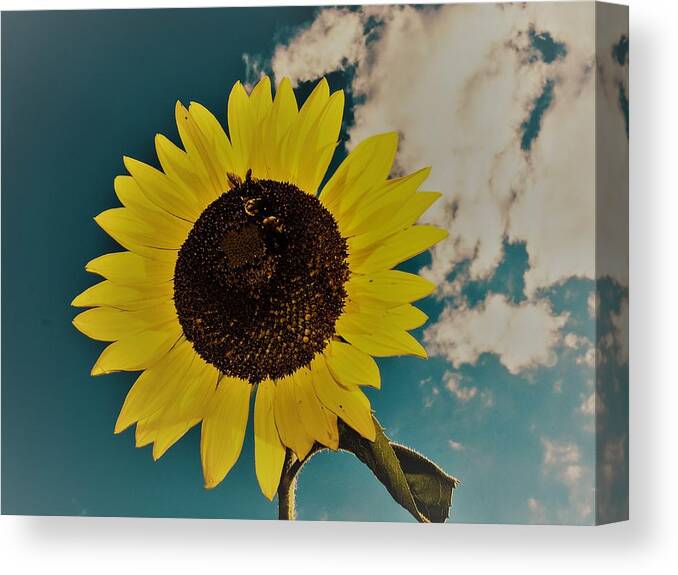 Sun Canvas Print featuring the photograph Sunflower by Randy Sylvia