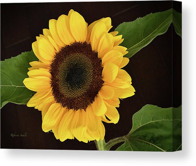 Sunflower Canvas Print featuring the photograph Sunflower by Rebecca Samler