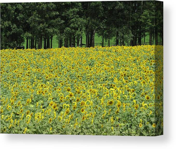 Flowers Canvas Print featuring the photograph Sunflowers 3 by Sandra Bourret