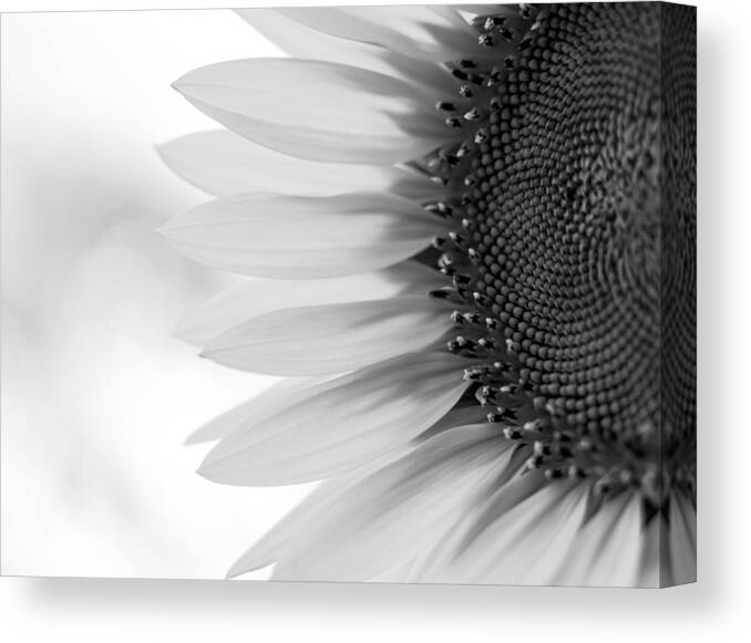 Terry D Photography Canvas Print featuring the photograph Sunny Sunflower Black and White by Terry DeLuco
