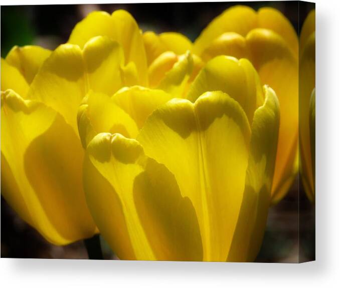 Tulips Canvas Print featuring the photograph Sunny Yellow Tulips by Lori Frisch