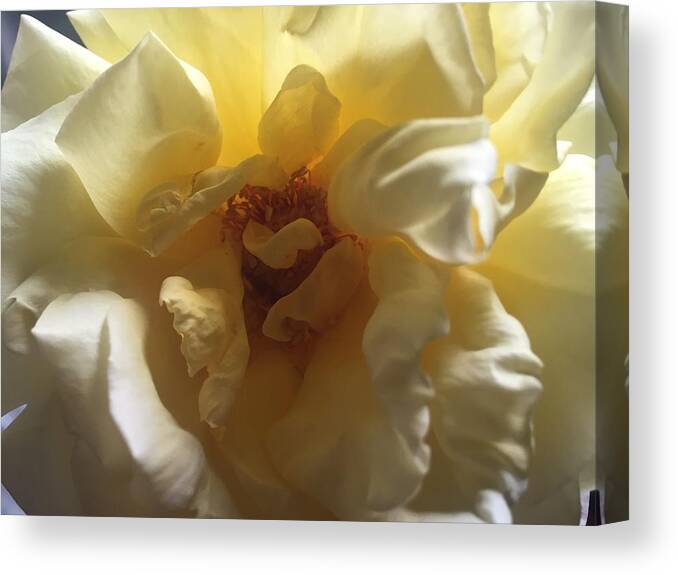 Yellow Roses Canvas Print featuring the photograph Sunrise Flower by Robin Lewis