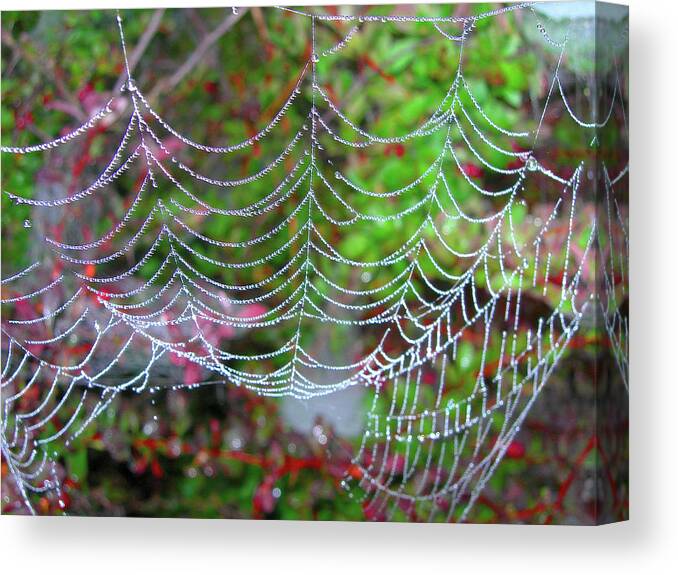 Spiders Canvas Print featuring the photograph Surfing the Web by Randy Rosenberger